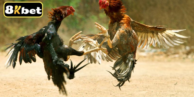 Nâng cao khả năng dự đoán dựa trên các số liệu thực tế