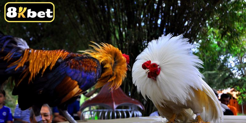 Triển khai các bước phân tích logic để đạt hiệu quả cao nhất